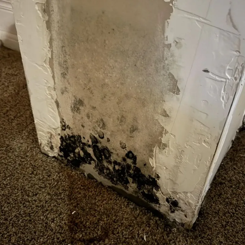 Professional Mold Removal in San Antonio, TX
